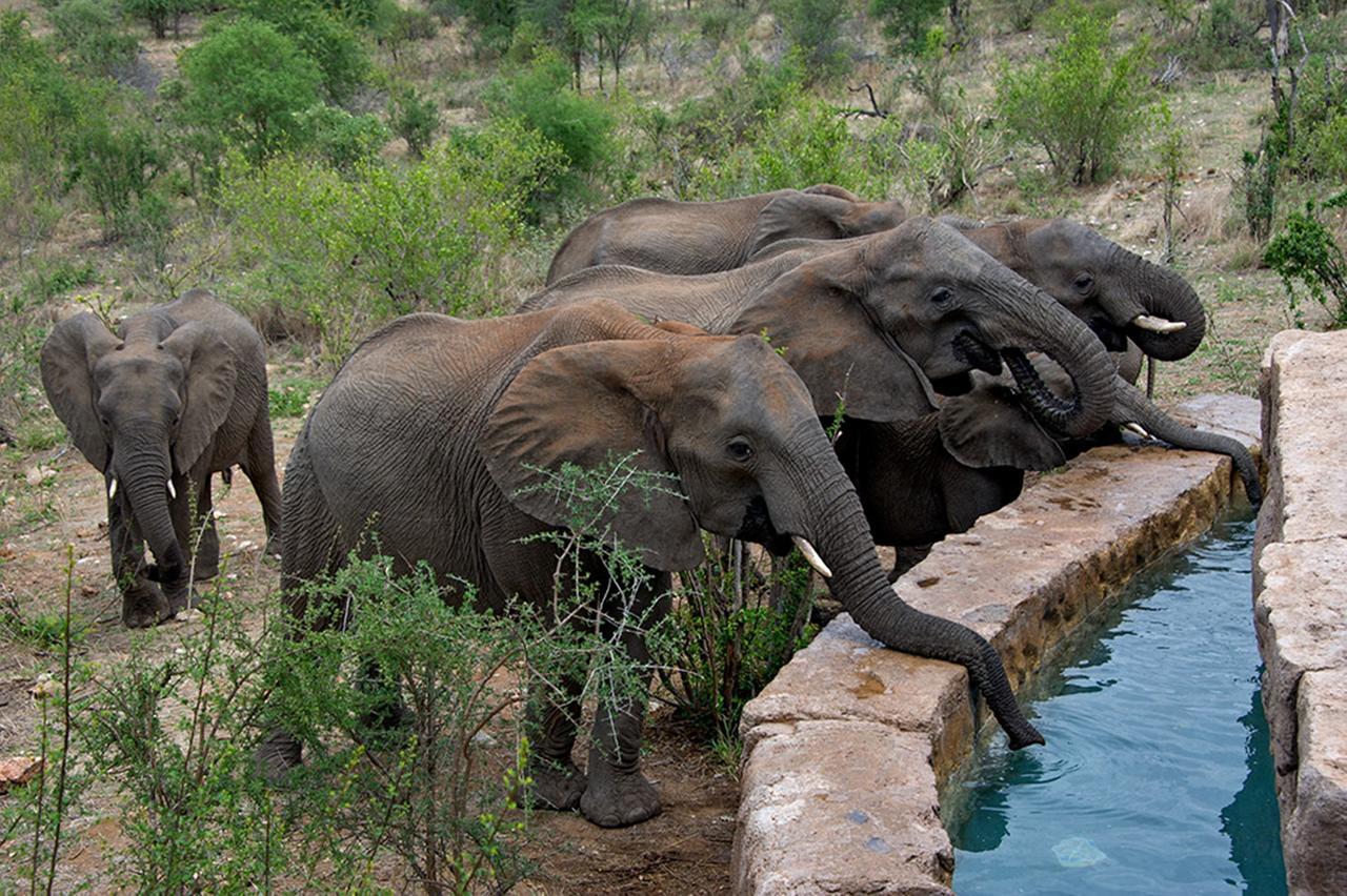 Makumu Private Game Lodge Klaserie Private Nature Reserve Exterior photo